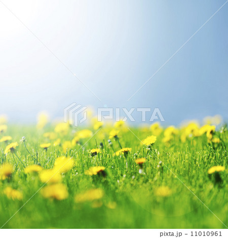 Yellow dandelions 11010961