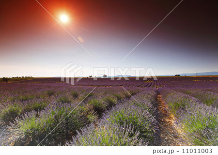 lavender field lavender field 11011003