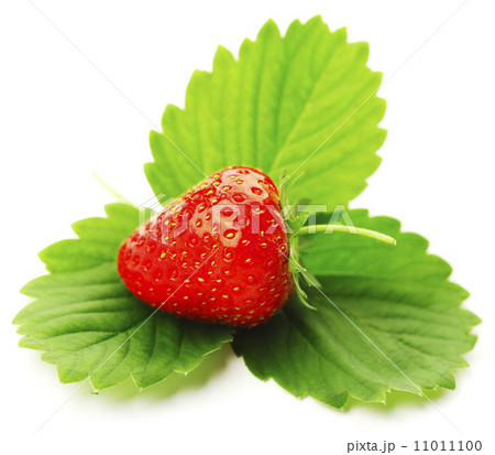 Strawberry with leaves 11011100