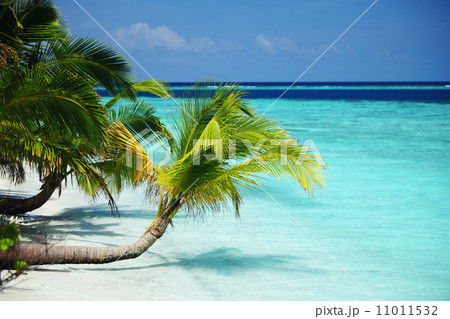tropical island tropical island 11011532