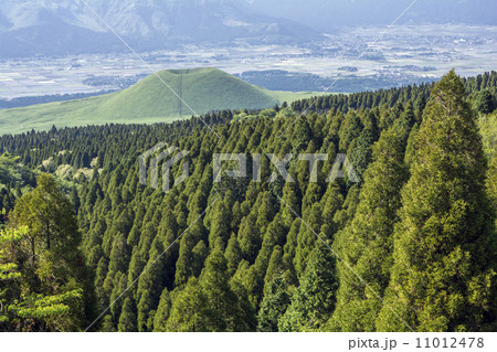 阿蘇の針葉樹林と米塚 11012478