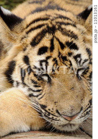 stalking tiger 11013161