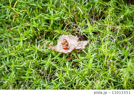 ladybugs on a dry leaf ladybugs on a dry leaf 11013351
