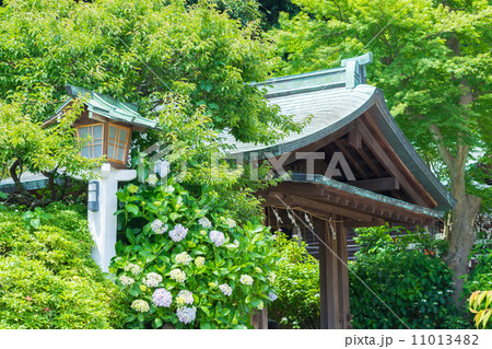 鎌倉宮の手水舎と紫陽花 11013482