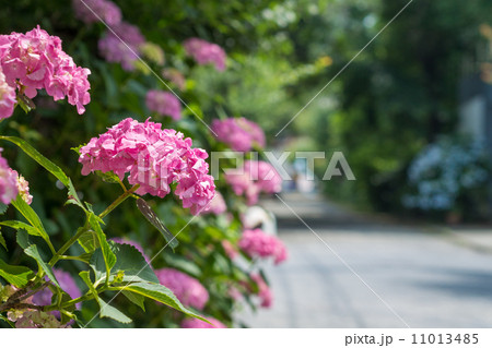 荏柄天神社参道の紫陽花 11013485