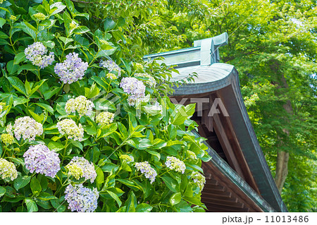 鎌倉宮の手水舎と紫陽花 鎌倉宮の手水舎と紫陽花 11013486