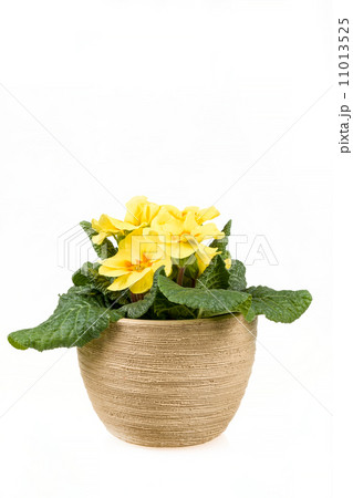 yellow flower primrose in pot 11013525