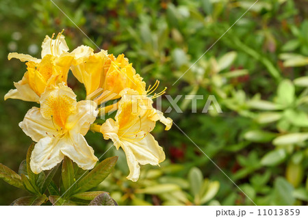 Yellow azalea rhododendron flowers in full bloom Yellow azalea rhododendron flowers in full bloom 11013859
