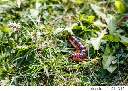 large caterpillar large caterpillar 11014315