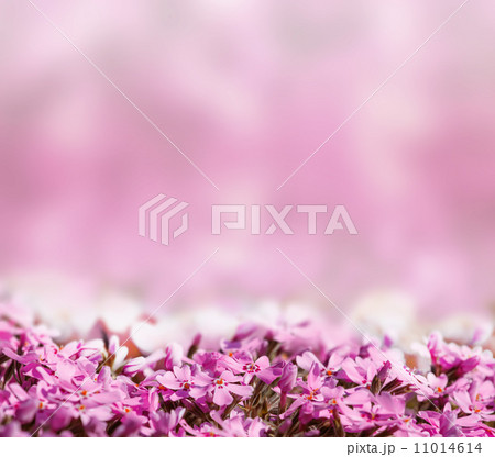 background with pink blossoming flowers 11014614