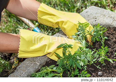detail of woman hand gardening with yellow rubber gloves 11014642