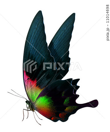 beautiful butterfly isolated on white 11014698