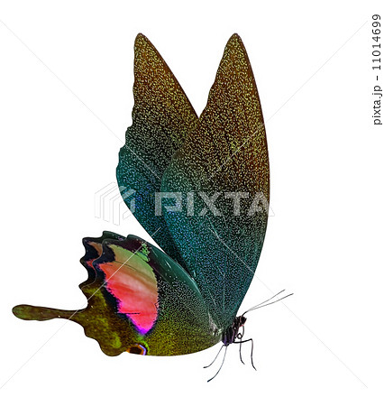 beautiful butterfly isolated on white 11014699