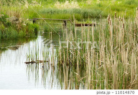 reeds at the pond 11014870