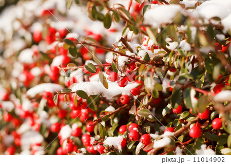 winter background with red gaultheria and snow winter background with red gaultheria and snow 11014902