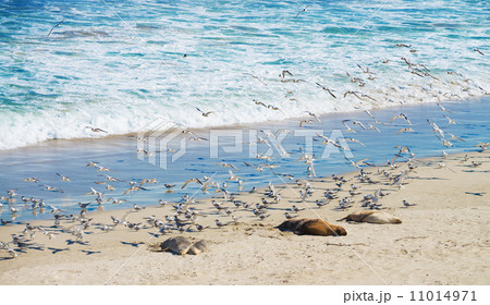 sea lions and seagulls 11014971