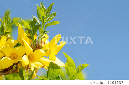 Blossoming forthysia in spring against blue sky and with space for text Blossoming forthysia in spring against blue sky and with space for text 11015374