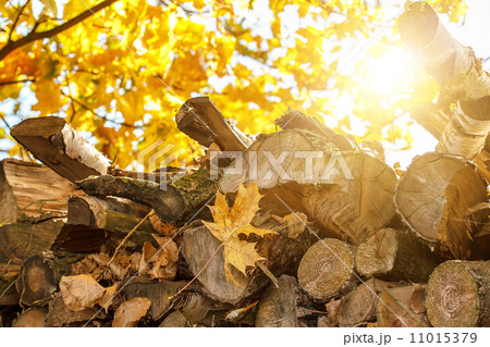 wood in pile outdoor with sunlight 11015379