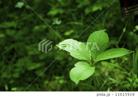 ヒトリシズカのつぼみ ヒトリシズカのつぼみ 11015919