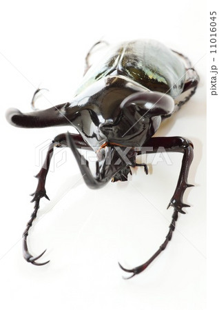 コーカサスオオカブト　白バック 11016045