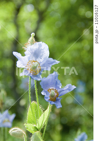 青いケシ 11016127