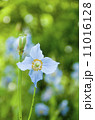 青いケシ 11016128