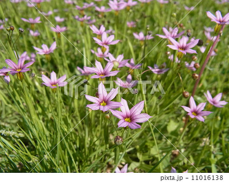 ニワゼキショウ 11016138