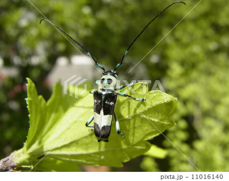 ラミーカミキリ 11016140