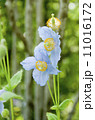 青いケシ 11016172