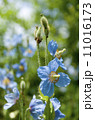 青いケシ 11016173