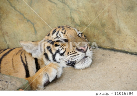 Tiger in da house 11016294