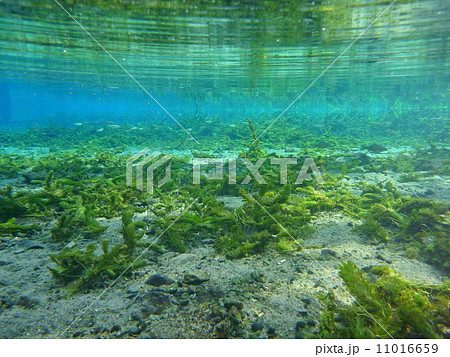 水中風景 水中風景 11016659