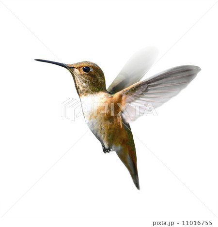 Rufous Hummingbird in Flight Rufous Hummingbird in Flight 11016755