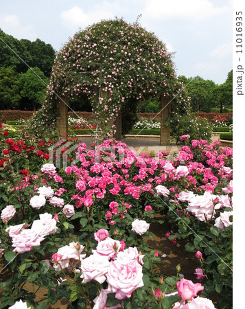 春バラが咲く柏の葉公園のバラ園 春バラが咲く柏の葉公園のバラ園 11016935