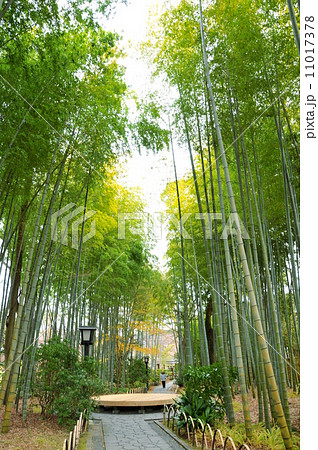静岡県　中伊豆　修善寺の「竹林の小径」 11017378