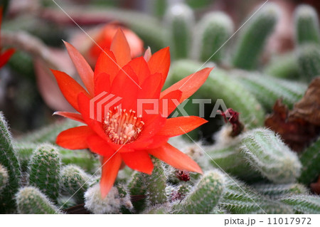 白壇の花 11017972