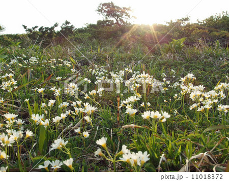 御田の神湿原 御田の神湿原 11018372