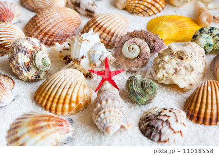 Seashells 11018558