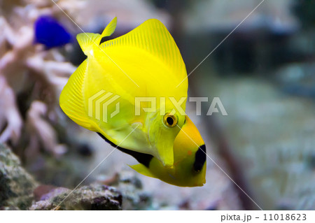 Zebrasoma yellow tang fish 11018623