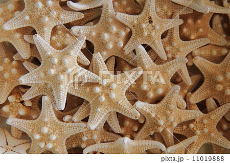 seastar texture (starfish background) seastar texture (starfish background) 11019888