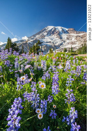 Mount Rainier and WIldflowers 11021022
