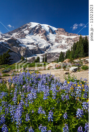 Mount Rainier and WIldflowers 11021023