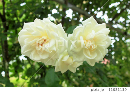 白いバラ 白いバラ 11021139