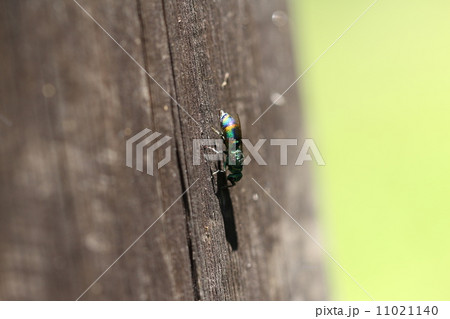 ムツバセイボウ 11021140