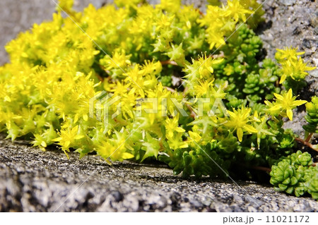 コンクリートの路上の割れ目に咲いたこもちまんねんぐさ 11021172