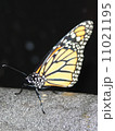 蝶 11021195
