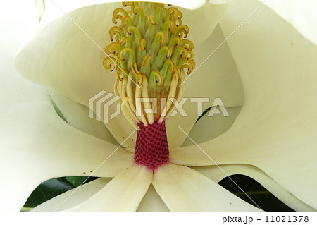 白い巨大な花 白い巨大な花 11021378