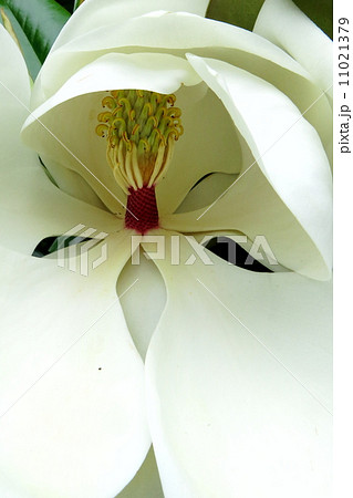 白い芳香のある花 11021379