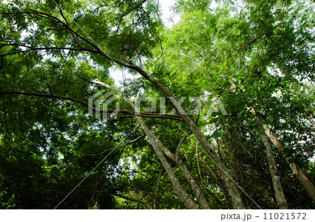 Green forest tree background 11021572
