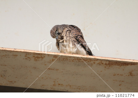 チョウゲンボウの雛 11021774